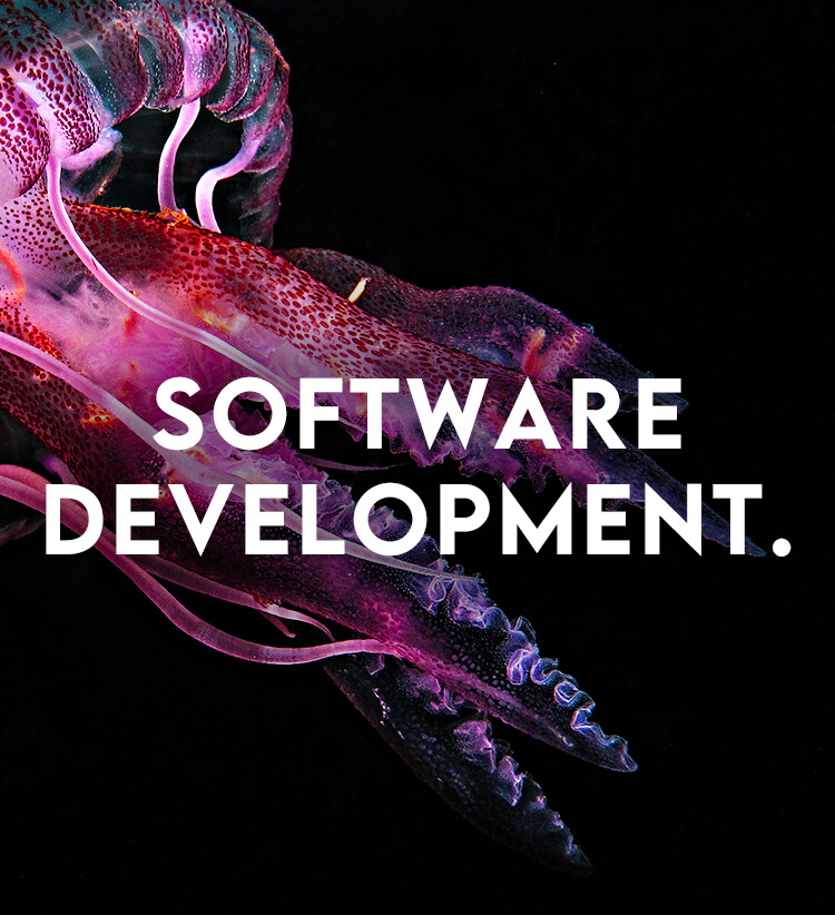 Software Development jellyfish title image