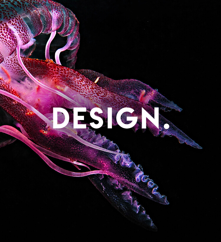 Graphic Design jellyfish title image