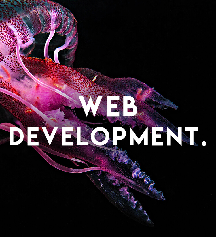Website Design jellyfish title image